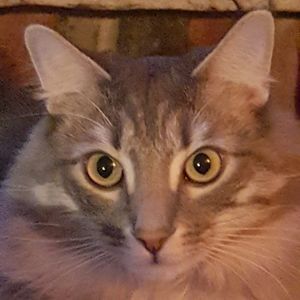 Meet your Posher, Barry